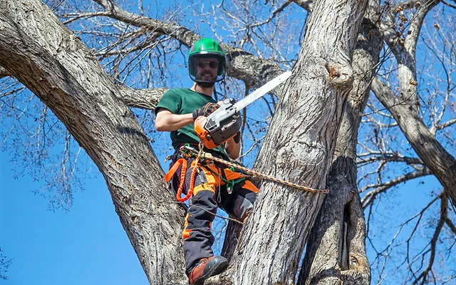arborists