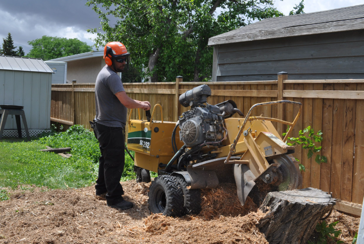 tree care in winnipeg