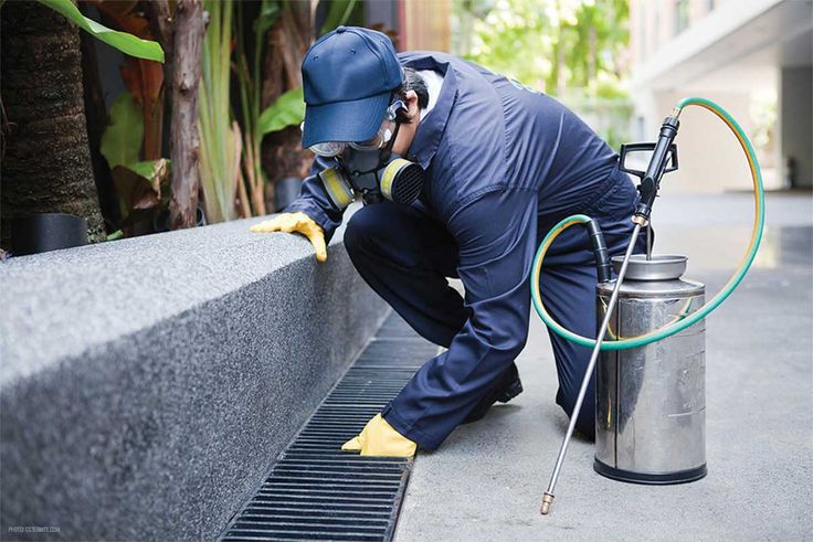 pest control service calgary