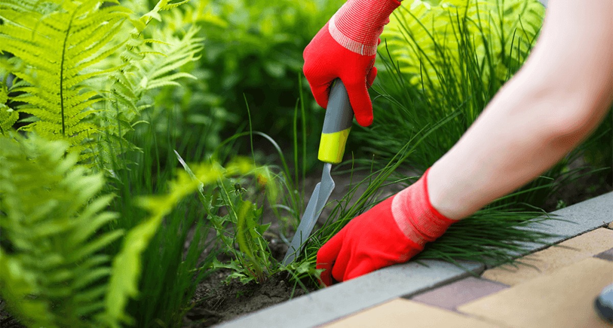 Expert Strategies for Edmonton Weed Control You Can’t Ignore